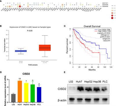 CISD2 Promotes Resistance to Sorafenib-Induced Ferroptosis by Regulating Autophagy in Hepatocellular Carcinoma